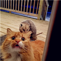 爱情不光是人的也是动物的,动物情侣头像猫狗