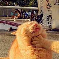 爱情不光是人的也是动物的,动物情侣头像猫狗