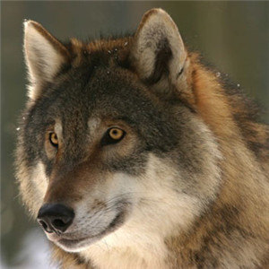 霸气凶残的狼的头像 凶残的狼图片