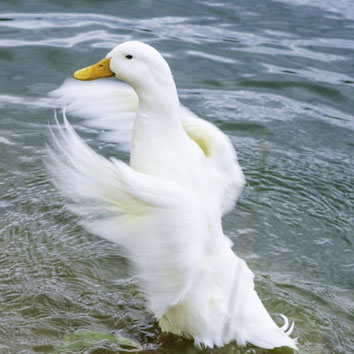 大白鹅头像 水中洁白的鹅图片