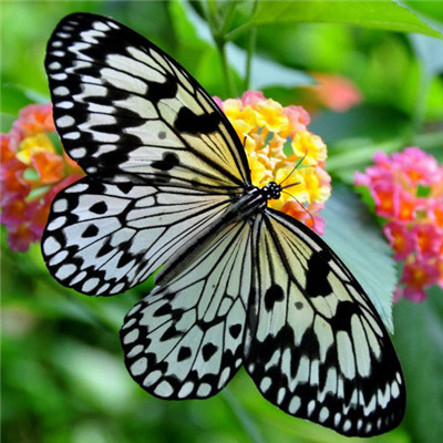 好看的微信头像，彩色梦幻美丽优雅的蝴蝶图片