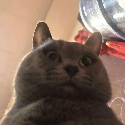微信猫的头像图片
