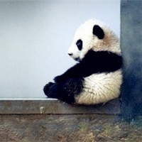 熊猫头像图片