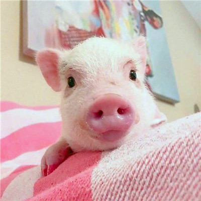 猪的照片图片可爱头像