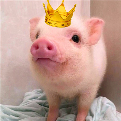猪的照片图片可爱头像