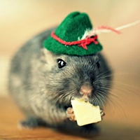 小老鼠可爱头像图片 真实超萌超可爱的小老鼠