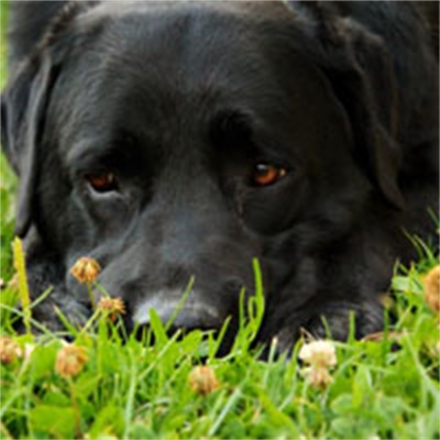 超可爱的拉布拉多犬图片 黑色的拉布拉多犬高清图片