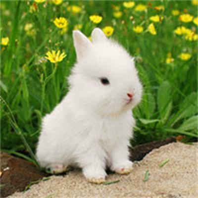小白兔图片可爱萌萌头像 小白兔头像图片大全微信