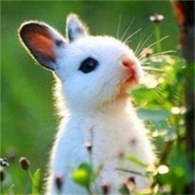 小白兔图片可爱萌萌头像