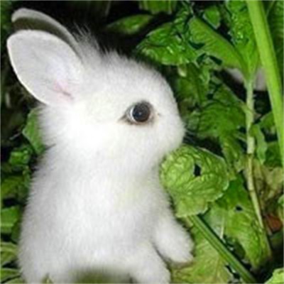 小白兔图片可爱萌萌头像