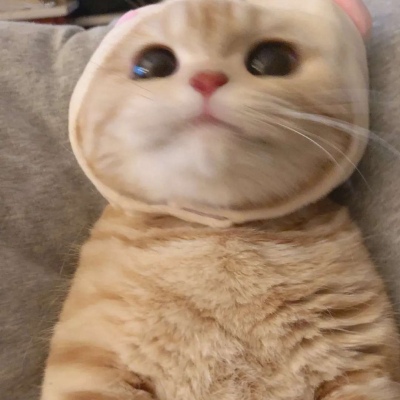 猫微信头像可爱图片