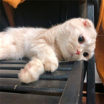 可爱卖萌猫咪微信头像 2023最受欢迎的小猫咪头像