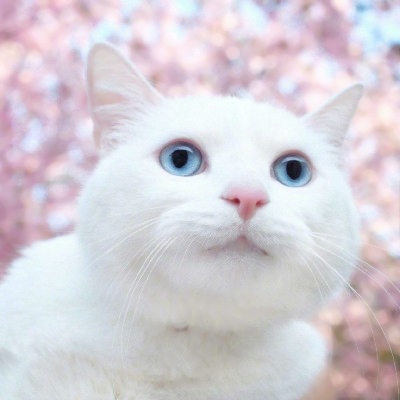 微信猫的头像图片 超萌可爱猫的微信头像高清