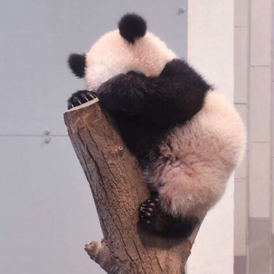 熊猫背影头像
