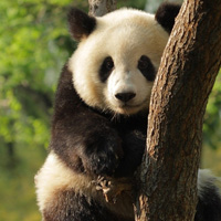 熊猫头像图片大全 真实可爱的国宝熊猫图片头像精选