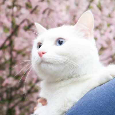 微信猫的头像图片