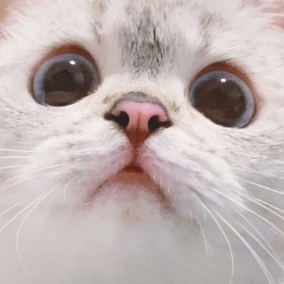 猫咪控头像 只露脸和眼睛的可爱猫咪合集