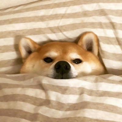 柴犬的照片可爱头像 在床上睡觉的可爱柴犬