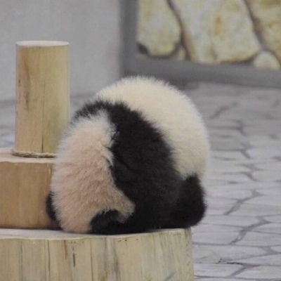 熊猫背影头像