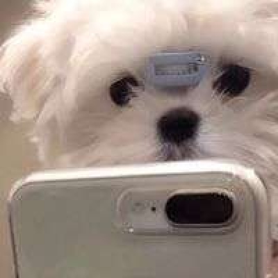 微信可爱小狗头像图片