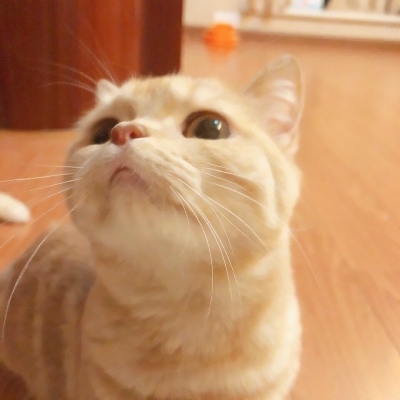 超萌的微信猫咪头像 高清可爱的超萌猫咪头像微信图片