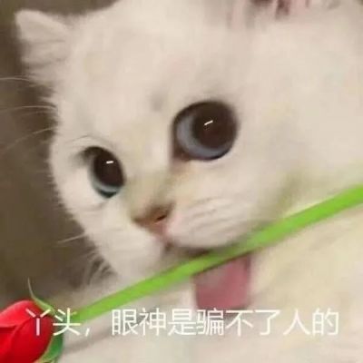 最新版萌宠超级有个性的猫头像