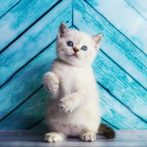 小猫咪头像 高清超萌的可爱猫咪微信头像图片