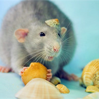微信老鼠头像图片