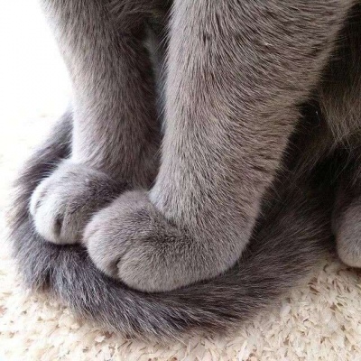 可爱猫爪头像图片