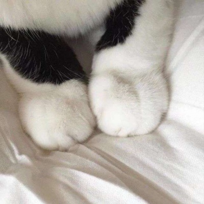 可爱猫爪头像图片 高清超萌柔软的小猫爪子头像
