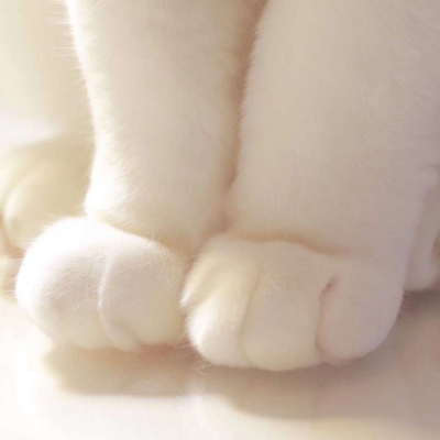 可爱猫爪头像图片