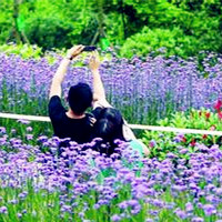 薰衣草情侣头像,在花海中寻找快乐,找回我们的记忆