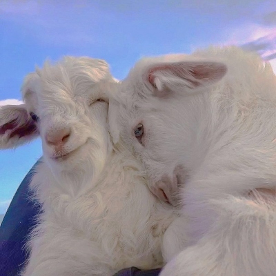 微信可爱动物情头 高清一对两张的超可爱动物情头图片
