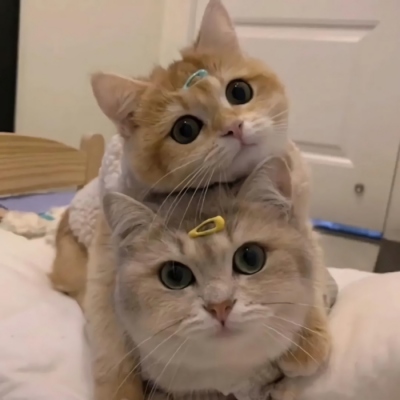 情侣可爱猫猫微信头像