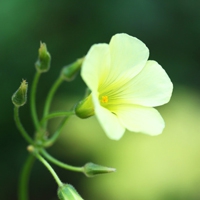 微信头像花朵简单大方 唯美的简单清晰花朵头像图片