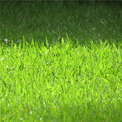 绿色草坪头像 高清清新的绿色草坪护眼头像图片