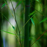 竹子头像图片