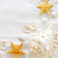 贝壳海星微信头像 清新好看的海滩海星贝壳图片头像