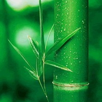 竹子头像图片大全,清新绿色的竹子高清微信头像