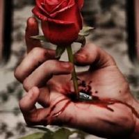 手握带刺玫瑰流血图片头像 六张伤感的手拿带刺玫瑰出血头像