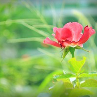 唯美静物小清新头像图片