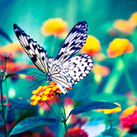 微信头像蝴蝶 漂亮的唯美蝴蝶微信头像梦幻图片