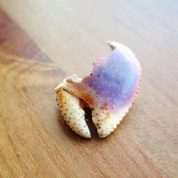 唯美贝壳海螺头像图片