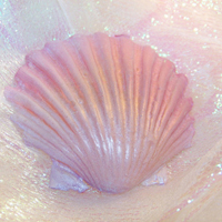 唯美贝壳海螺头像图片
