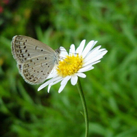 蝴蝶头像图片唯美,唯美好看蝴蝶在花中的微信头像