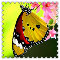 绚丽多彩的蝴蝶头像静态头像图片,红、黄、绿、紫、黑等颜色匀称地颁在翅膀上
