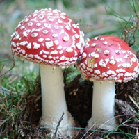 野蘑菇头像,新鲜美丽的野蘑菇头像图片下载