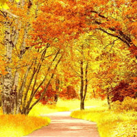 唯美路的图片,秋天的路幸福的路是最美的