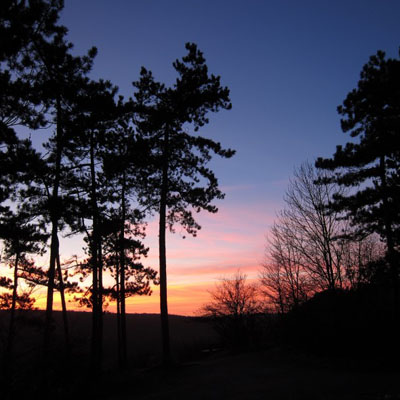 唯美风景头像图片 树木在晚霞的辉映下显得十分唯美