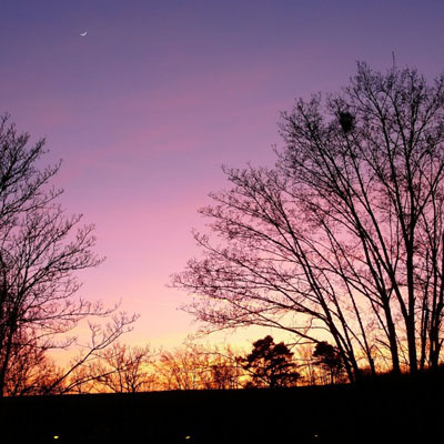 唯美风景头像图片 树木在晚霞的辉映下显得十分唯美